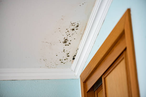 Best Black Mold Removal  in Maysville, GA