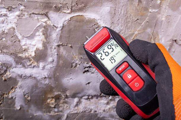 Best Local Mold Removal Service  in Maysville, GA