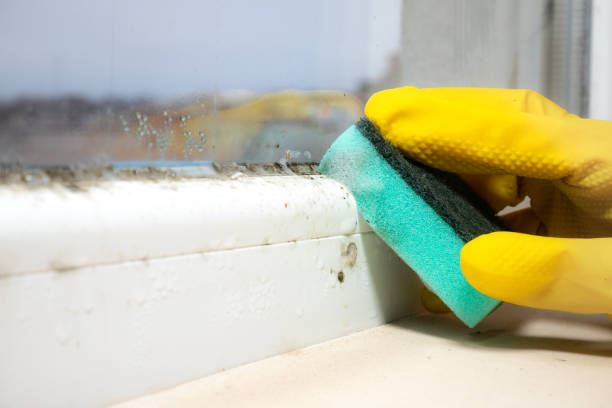Mold Removal and Inspection in Maysville, GA