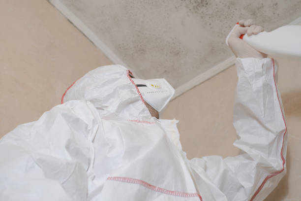 Best Mold Damage Repair  in Maysville, GA