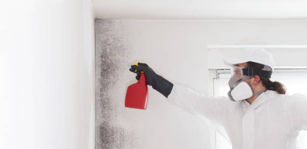Best Mold Damage Repair  in Maysville, GA